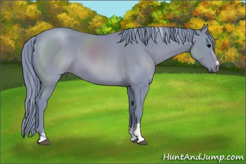 Horse Color:Watercolor Black Sabino
