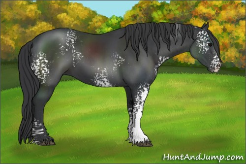 Horse Color:White Spotted Black 