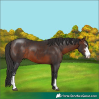 Horse Color:Brown Sabino