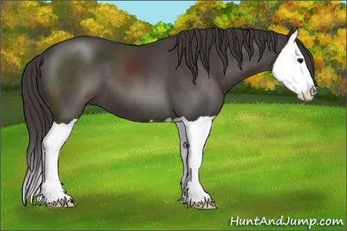 Horse Color:Smoky Black Splash 