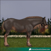 Horse Color:Liver Chestnut 
