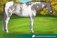 Horse Color:White Spotted Smoky Grullo Tobiano Rabicano