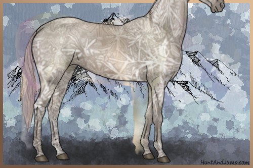 Horse Color:Silver Grullo Ice Rabicano 