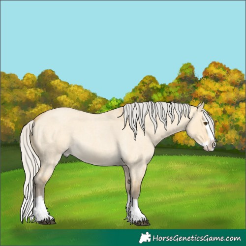 Horse Color:Silver Buckskin Roan Dun Splash 