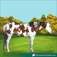 Horse Color:White Spotted Liver Chestnut Splash 
