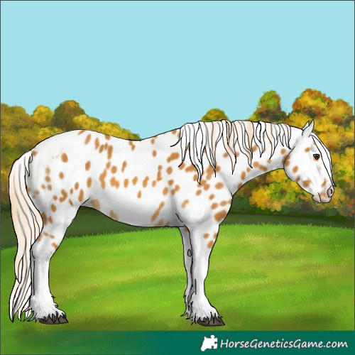 Horse Color:Palomino Tobiano Frame Leopard 