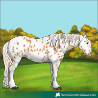 Horse Color:Palomino Tobiano Frame Leopard 