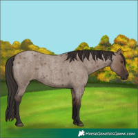 Horse Color:Liver Red Dun Roan Rabicano 