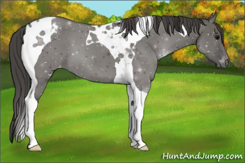 Horse Color:Grullo Tobiano Appaloosa 