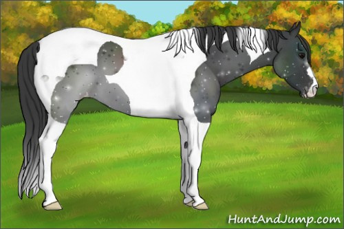 Horse Color:Black Tobiano Varnish