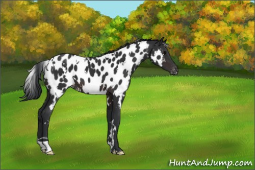 Horse Color:White Spotted Brown Appaloosa 