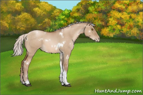 Horse Color:White Spotted Silver Brown Pearl Dun Tobiano Rabicano 