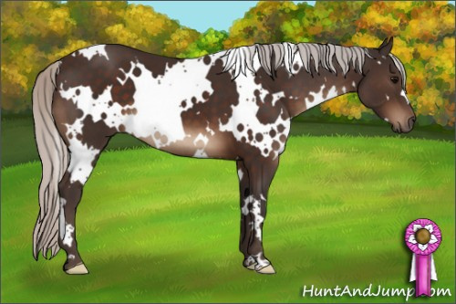 Horse Color:White Spotted Silver Brown 