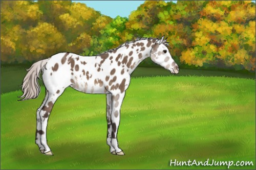 Horse Color:White Spotted Silver Brown Dun Appaloosa 