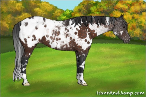Horse Color:White Spotted Brown Appaloosa 