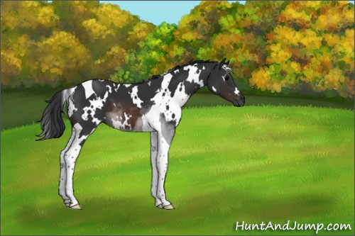 Horse Color:White Spotted Brown Tobiano 