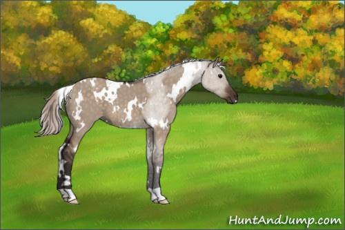 Horse Color:White Spotted Silver Brown Dun 