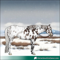 Horse Color:White Spotted Silver Brown Appaloosa