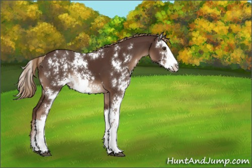 Horse Color:Liver Chestnut Sabino Rabicano 
