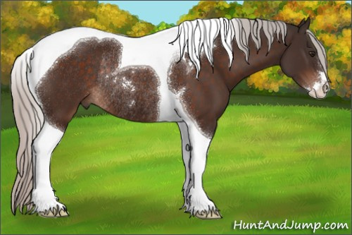 Horse Color:Silver Brown Sabino Tobiano Rabicano 