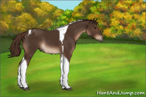 Horse Color:Liver Chestnut Sabino Tobiano Rabicano 