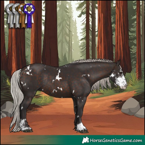 Horse Color:White Spotted Silver Brown Sabino Rabicano 