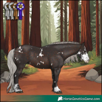 Horse Color:White Spotted Silver Brown Sabino Rabicano 