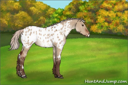 Horse Color:White Spotted Silver Brown Dun Sabino Appaloosa 