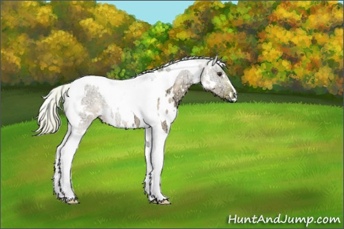 Horse Color:Watercolor White Spotted Silver Brown Ice Dun Tobiano 