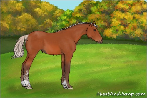 Horse Color:Silver Bay Sabino 