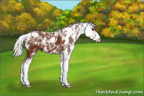 Horse Color:Silver Brown Sabino 