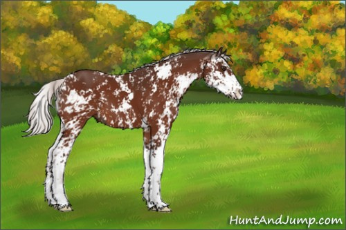 Horse Color:Silver Brown Sabino 