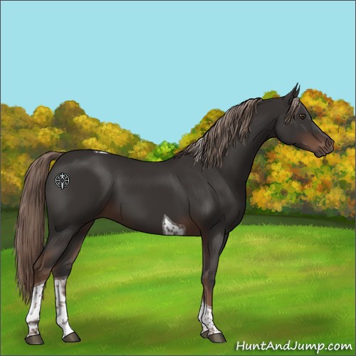 Horse Color:Liver Chestnut Tobiano 