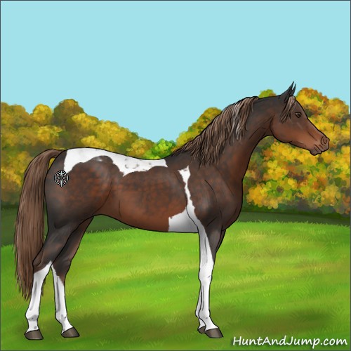 Horse Color:Liver Chestnut Tobiano 