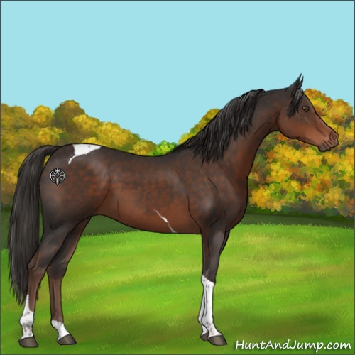 Horse Color:Liver Chestnut Tobiano 