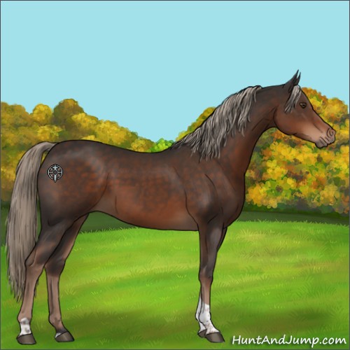 Horse Color:Liver Chestnut Tobiano 