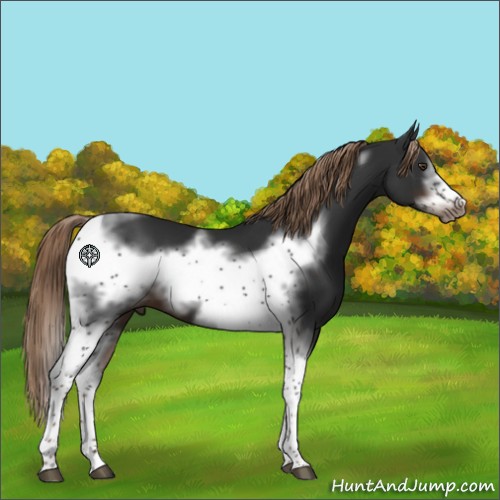Horse Color:Liver Chestnut Tobiano Frame 