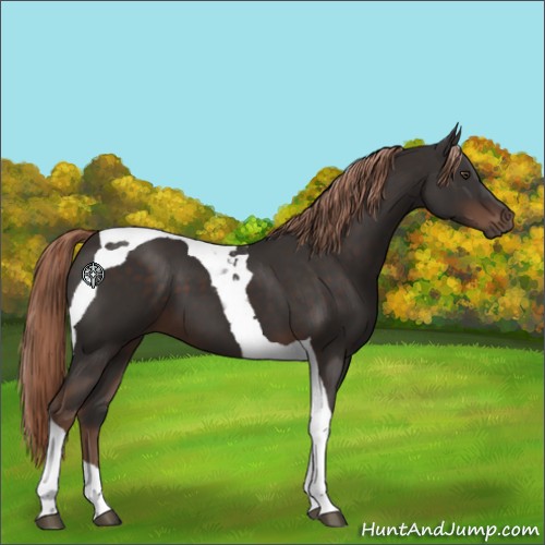 Horse Color:Liver Chestnut Tobiano 