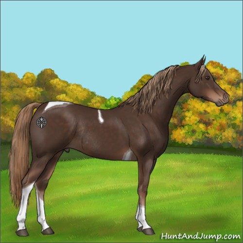 Horse Color:Liver Chestnut Tobiano Rabicano 