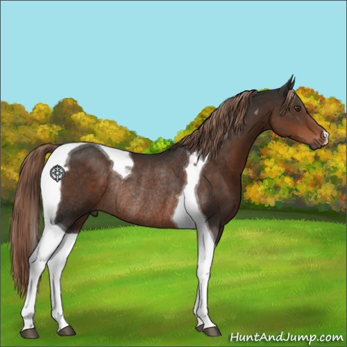 Horse Color:Liver Chestnut Tobiano Rabicano 