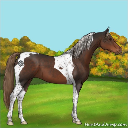 Horse Color:Liver Chestnut Tobiano 
