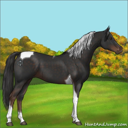 Horse Color:Liver Chestnut Tobiano 