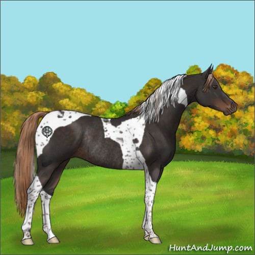 Horse Color:Liver Chestnut Tobiano Rabicano 