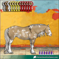 Horse Color:White Spotted Silver Buckskin Dun Sabino Splash 