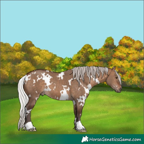 Horse Color:White Spotted Silver Brown Dun 