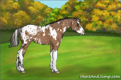 Horse Color:White Spotted Buckskin Ice Splash Appaloosa 