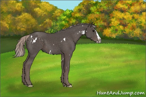 Horse Color:White Spotted Silver Black Splash 