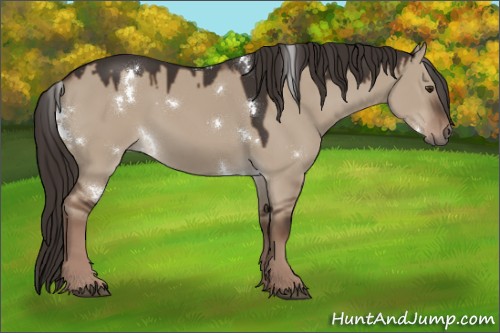 Horse Color:White Spotted Liver Red Dun 