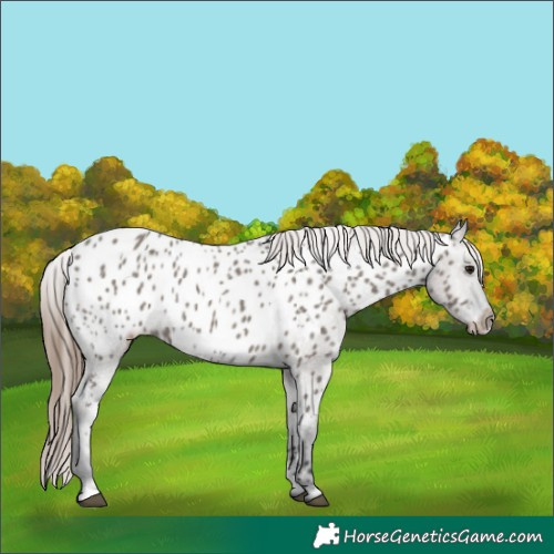 Horse Color:Grullo Near Leopard