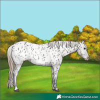 Horse Color:Grullo Near Leopard